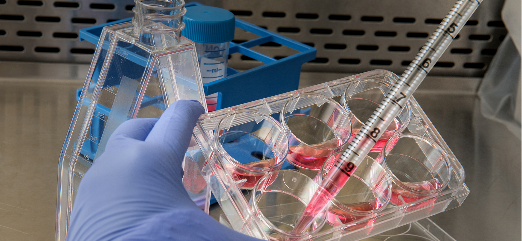 A Deep Dive Into the Luciferase Assay What It is, How It Works and More GoldBio